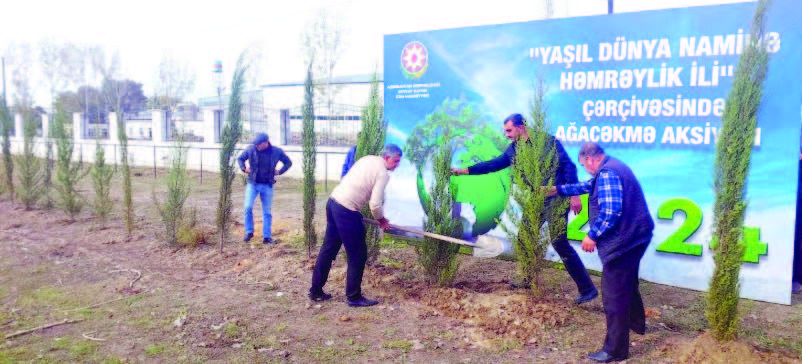 Göyçayda “yaşıl” aksiya