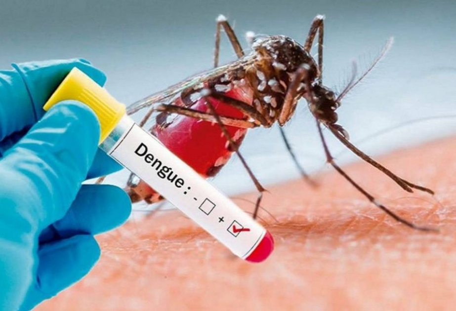 ВОЗ: Глобальное потепление может привести к рекордному числу случаев заражения лихорадкой денге