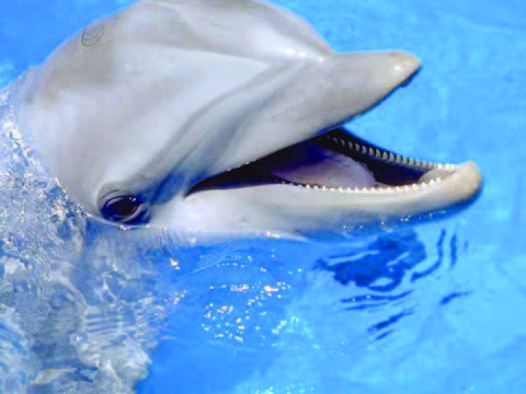 Delfinlər bir-birini “adı” ilə çağırır