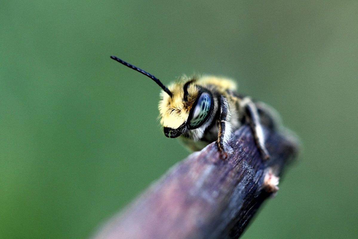 Bioloqlar arıların nə vaxt və harada meydana gəldiyini müəyyən ediblər