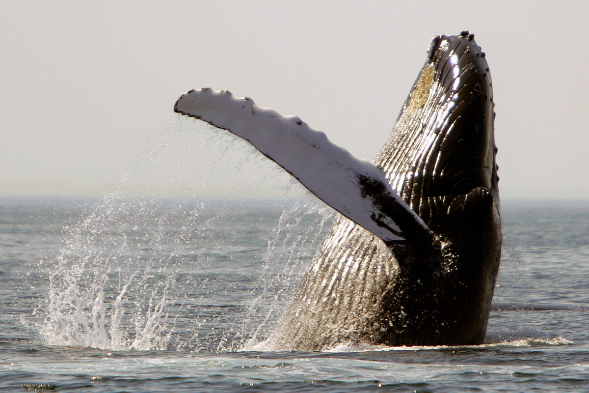 Искатели внеземного разума впервые пообщались с китом на его языке через подводный динамик