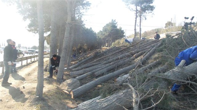 Binəqədi rayonunda 10 ədəd şam ağacı kəsilib