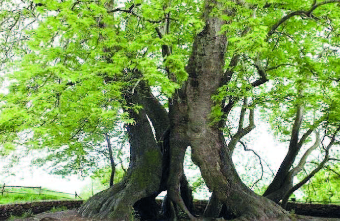 Sarv-e Abarkuh tree planted by Zarathustra?!