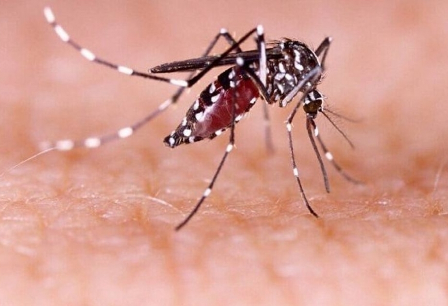 Argentina reports over 163,000 dengue cases in 2024