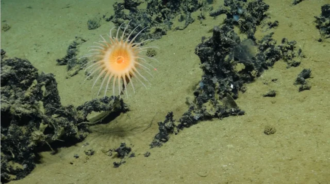 Deep-sea expedition captures stunning images of creatures in Pacific mining zone