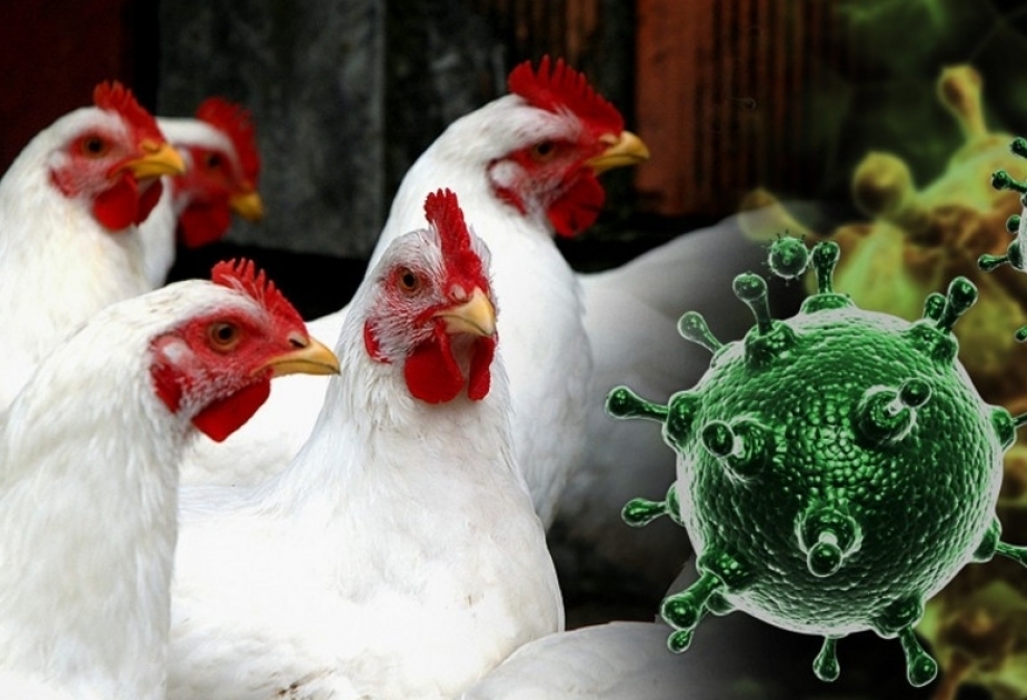 WHO warns growing spread of bird flu to humans is 'enormous concern'
