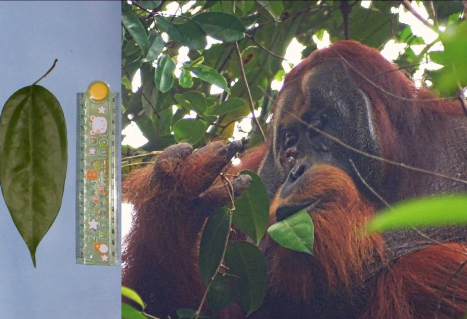 Orangutan's use of medicinal plant to treat wound intrigues scientists