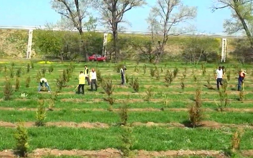 Tree-planting campaign held as part of Green World Solidarity Year
