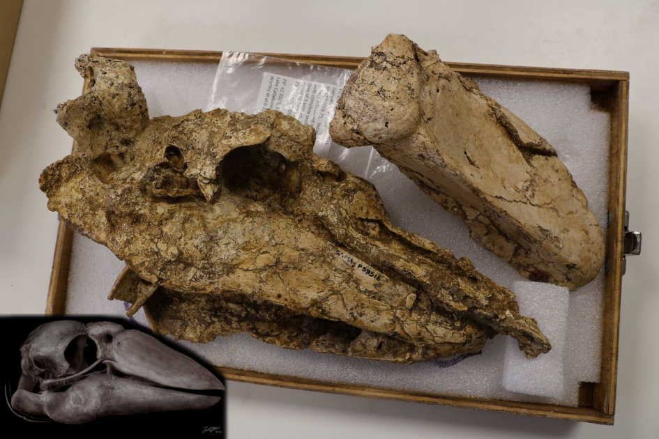 Prehistoric 'giant goose' skull found in Australia