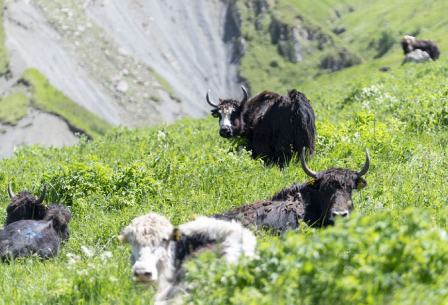 Silk Way West Airlines successfully transported yaks from Kyrgyzstan to Azerbaijan