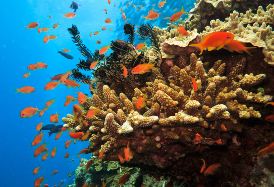 Hottest oceans in 400 years endanger Great Barrier Reef, scientists say